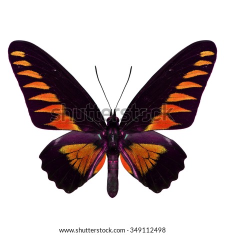 Beautiful orange butterfly, the Rajah Brooke's Birdwing (Trogonoptera brookiana) in fancy variation color profile isolated on white background