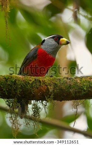 Close up vertical portrait of  red chested Toucan Barbet Semnornis ramphastinus perched on mossy branch under canopy of ecuadorian cloud forest. Blurred green background.