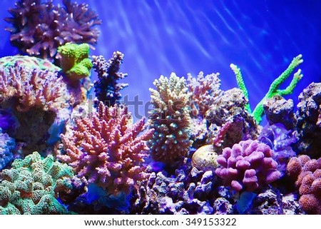 Coral reef aquarium in sunlight