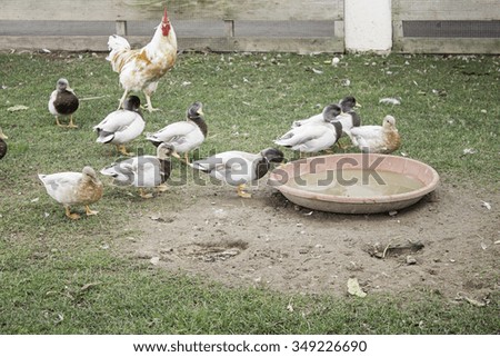 Ducks and chickens in rural farm animals