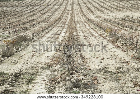 Vineyard in garden with grapes, agriculture and nature