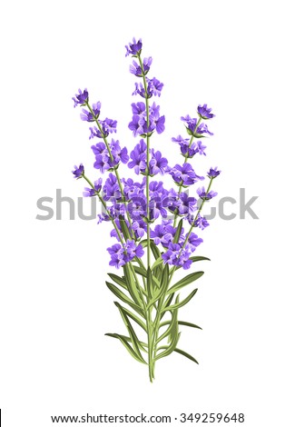 Bunch of lavender flowers on a white background Royalty-Free Stock Photo #349259648