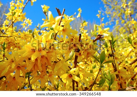 Forsythia(Golden bell flowers) in spring at Tikkurila park , Finland Royalty-Free Stock Photo #349266548