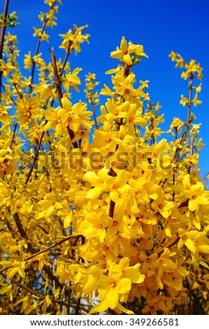 Forsythia(Golden bell flowers) in spring at Tikkurila park , Finland Royalty-Free Stock Photo #349266581