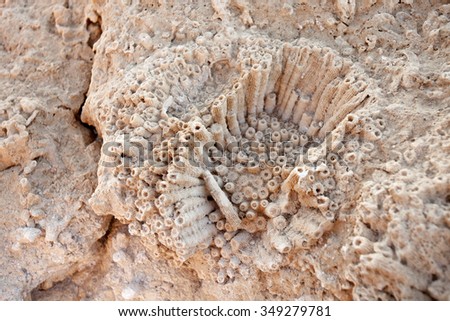 Coral fossil on beach in Egypt Royalty-Free Stock Photo #349279781