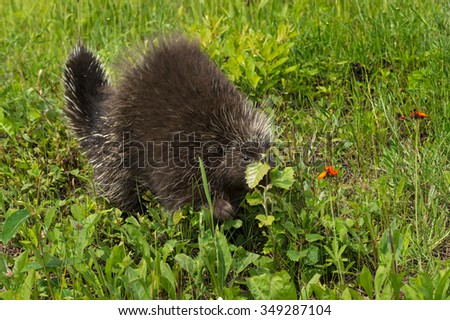 Porcupine (Erethizon dorsatum) Behind Leaf - captive animal