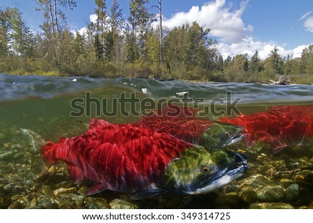half/half of Adams River Sockeye Salmon. Royalty-Free Stock Photo #349314725