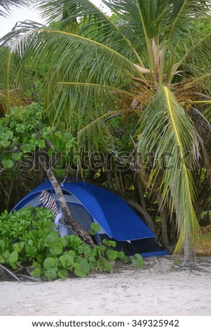 Camping blue tent on the beach next to the palm. Paradise vacation