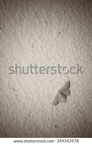 Moth on a textured plaster wall.  Tinted and filtered photo with grain, background.