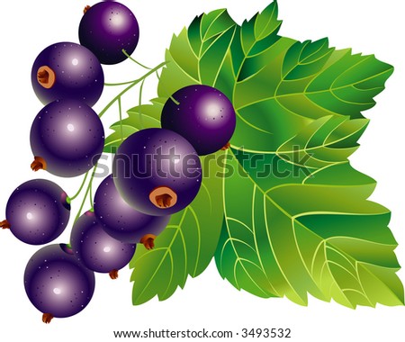 Raster version of vector image of black-currant