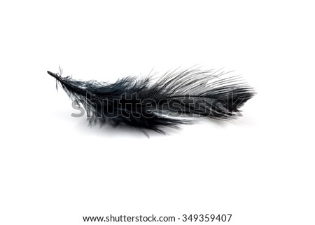 Close-up of Black feather isolated on white background