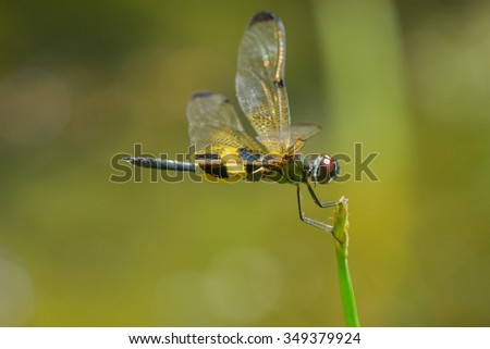 Beautiful Nature Macro Shoot With Dragonfly On The Grass And Blur Background

