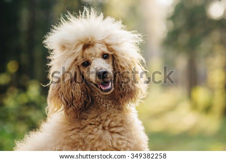 Poodle on a walk, autumn Royalty-Free Stock Photo #349382258
