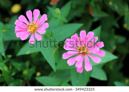 pink flower of Zinnia