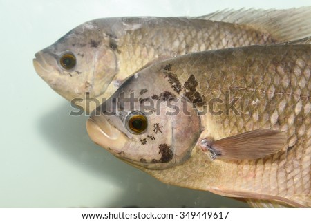 A pair of/ two giant gourami fish in a fresh water aquarium with dark background in Kerala, India. commercially important as food fish also farmed. lives in fesh/ brackish water, swamps, lakes, rivers