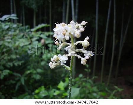 Strange flower Latin name ?Pollia japonica Thunb