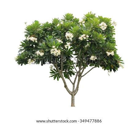 Plumeria tree (frangipani) isolated on white background. Royalty-Free Stock Photo #349477886