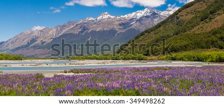 Lupin field along Rees River in Glenorchy, New Zealand