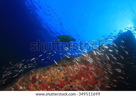 Underwater coral reef with fish and sea turtle