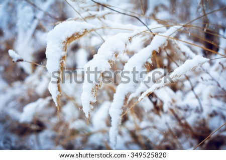 Winter background: snow on the grass in the field.