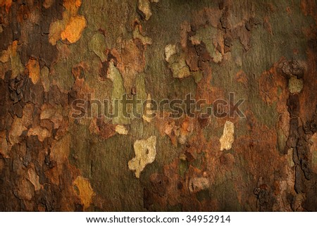 Platan tree bark background
