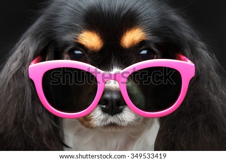 dog wearing pink sun glasses on black background