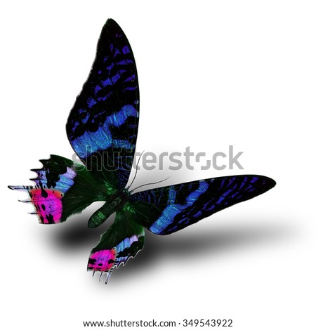 Beautiful flying velvet blue butterfly with velvet pink tail on white background