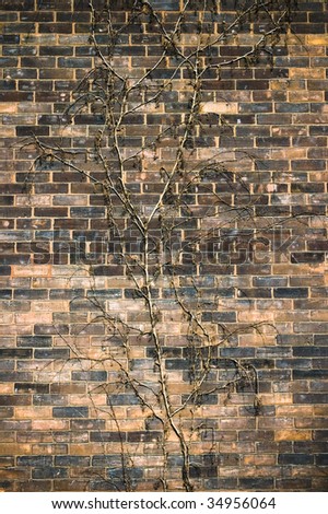 creaper on  weatherd brick wall / abstract grungy background