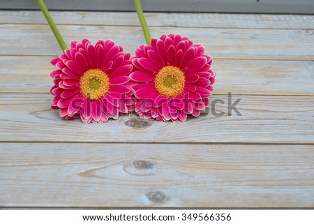  pink yellow  gerber daisies in a border row on grey old wooden shelves background with empty copy space