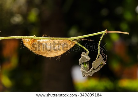 Chrysalis of Golden Emperor Moth ( Loepa sikkima ) on twig