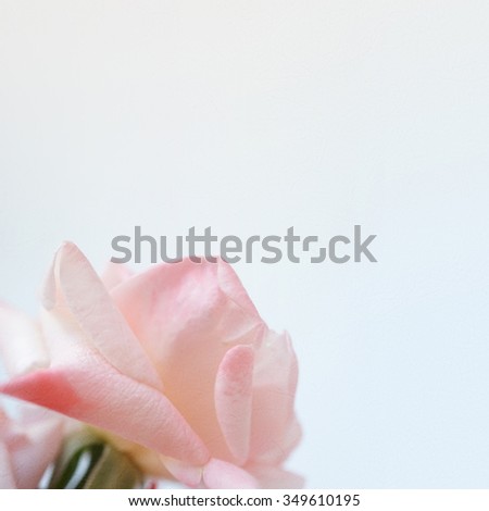 sweet pink roses in soft color on mulberry paper texture for romantic background                