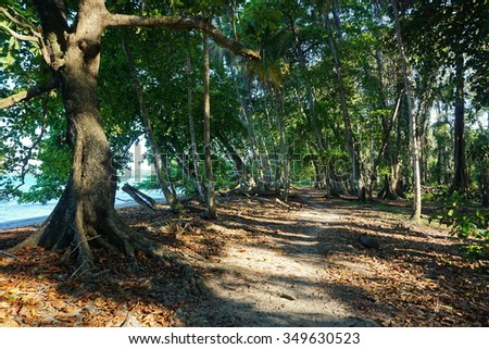 Coastal footpath under tropical trees on the Caribbean shore of Costa Rica, Puerto Viejo, Central America