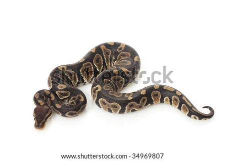 chocolate ball python (Python regius) isolated on white background.