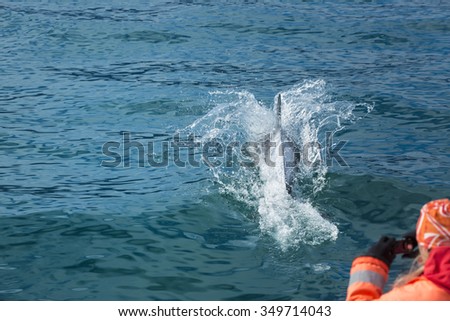 Leaping dolphins in the sea to photograph the people from the boat. Iceland