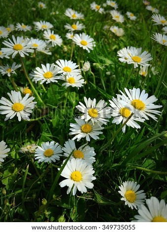 Daisies in the summer