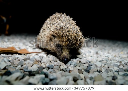 West European Hedgehog Wild Mammal (Erinaceus Europaeus)