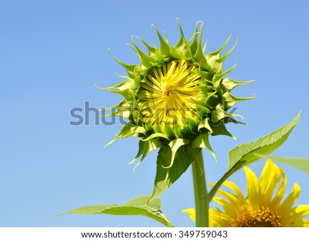 Sunflowers Before blooming