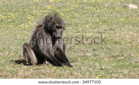 Baboon picking flowers, De Hoop Nature Reserve, South Africa