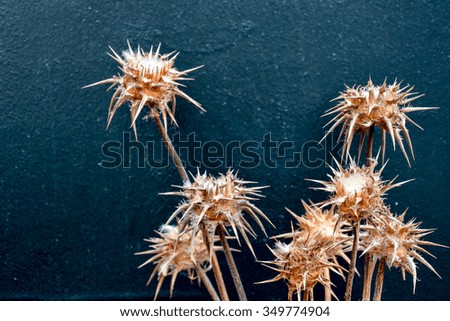 Photo Picture Image of the Dried Flower Background 