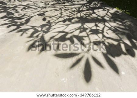 Shadows of the trees on the ground