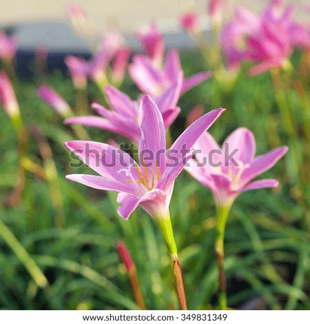Close up pink rain lily blooming background