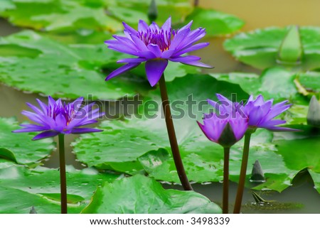 beautiful purple waterlilies and green leafs in the pond