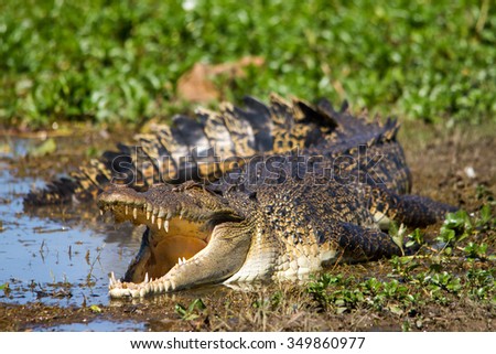 Australian Saltwater Crocodile Royalty-Free Stock Photo #349860977