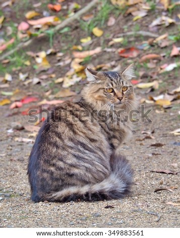 Beautiful tabby grey cat sitting on the ground, selective focus.