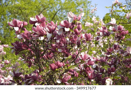 Big pink magnolia flowers. Beautiful springtime background.
