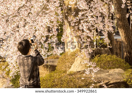 A tourist male photographer take photo of weeping sakura