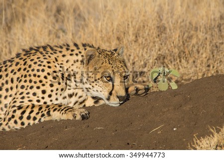 cheetah lying in sand