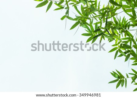 Leaf pattern leaves bamboo or abstract background .Green Energy and world for water day or National Forest Conservation Day.
