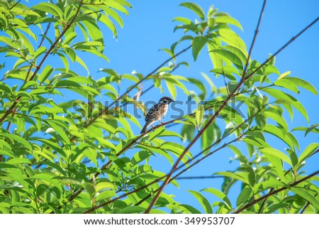 Sparrow on a branch with leaves in Natural spring background