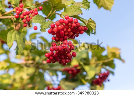 Cranberry ripe on a bush. Authentic farm series. Royalty-Free Stock Photo #349980323
